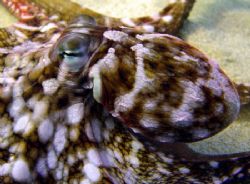 Day octopus shot with red filter…Kahe Beach Park, West Sh... by Glenn Poulain 